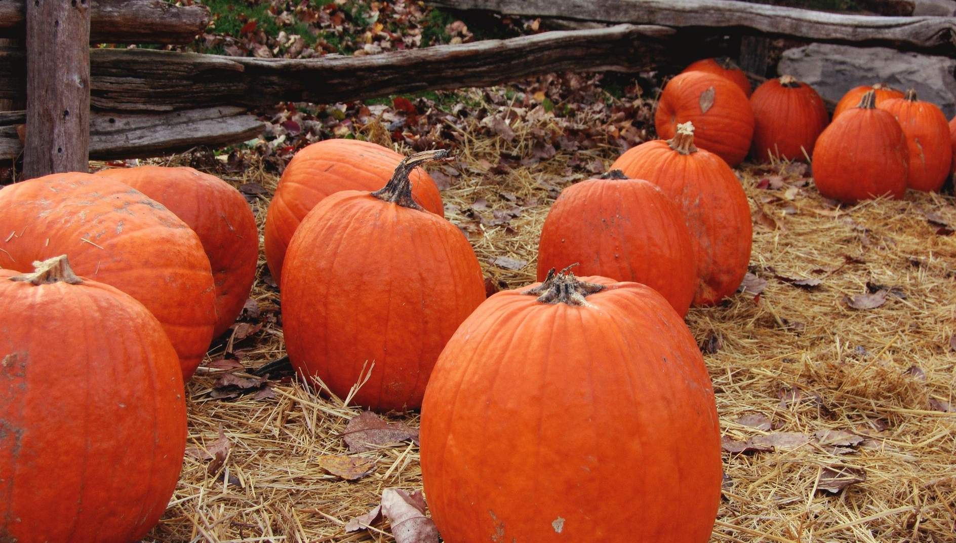 Cucurbita pepo (Pumpkin Group) — hero (chairman regenerate)
